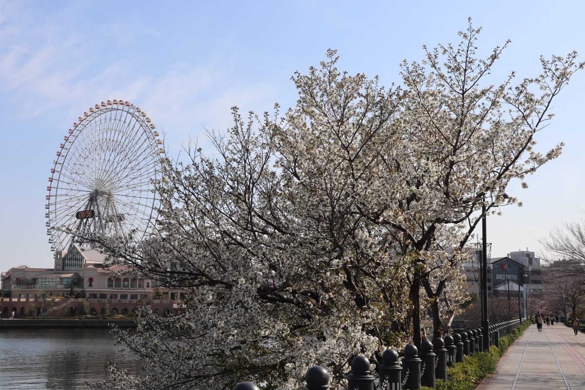 Cherry Blossoms and Ferris Wheel from kishamichi